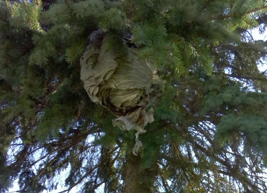 A picture of the nest on campus.
